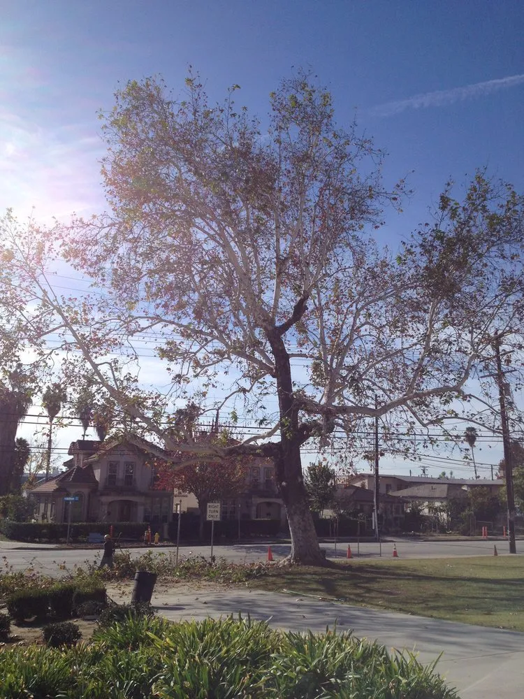 Trusted outdoor landscaping with custom design across Glendora, CA - Best Tree service
