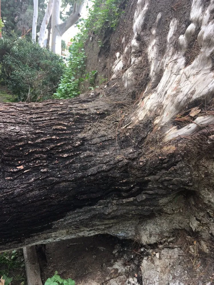 Local outdoor landscaping in Glendora, CA - Best Tree service