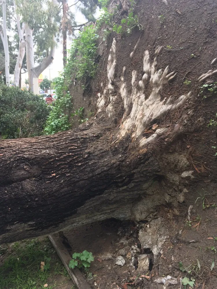 Reliable lawn mowing service with custom design across Glendora, CA - Best Tree service