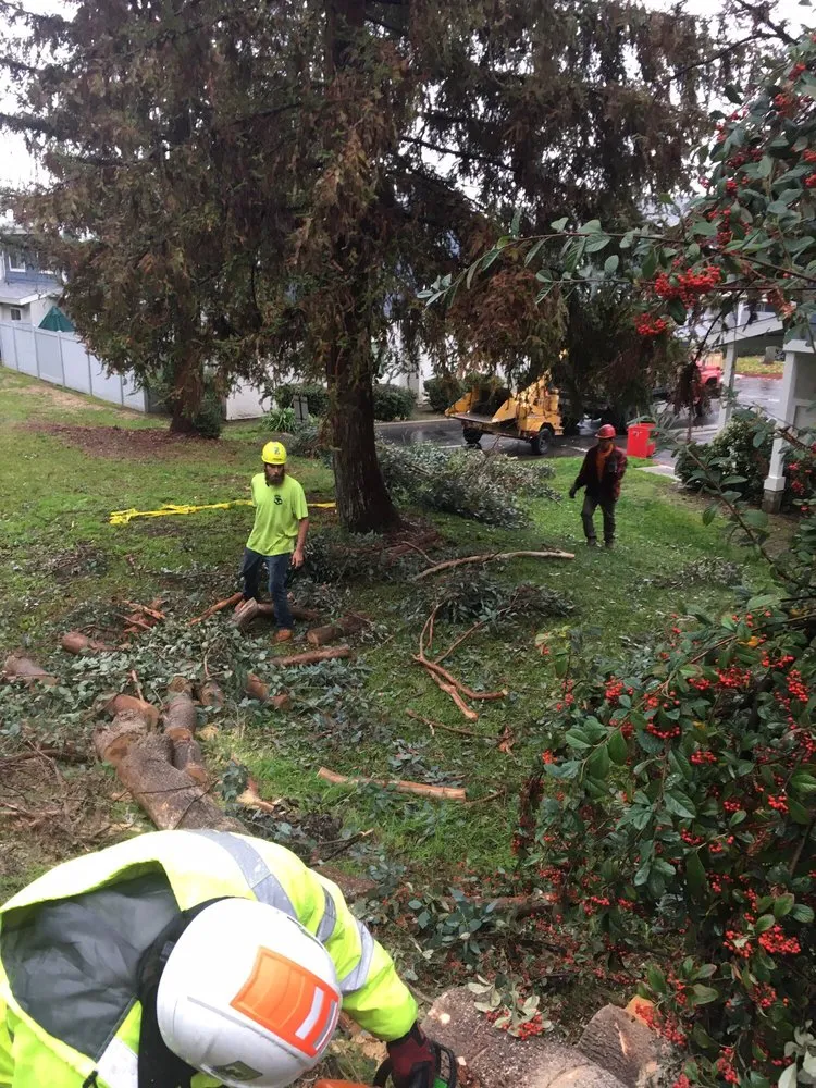 Expert lawn care service with custom design across Glendora, CA - Best Tree service