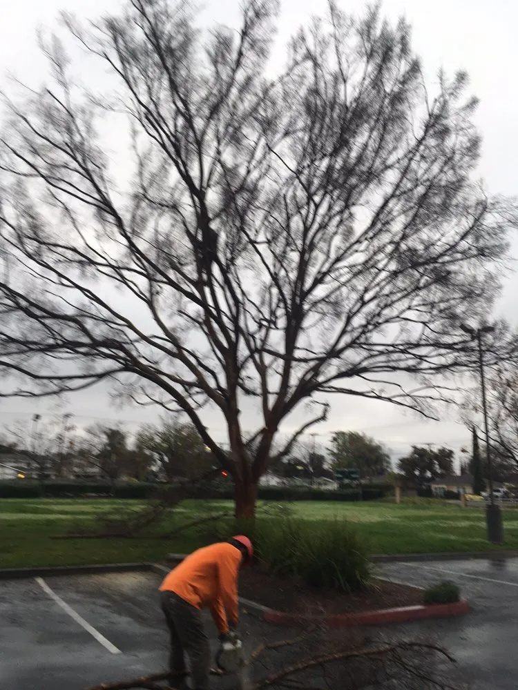 Custom landscaping services for beautiful yards in Glendora, CA by Best Tree service