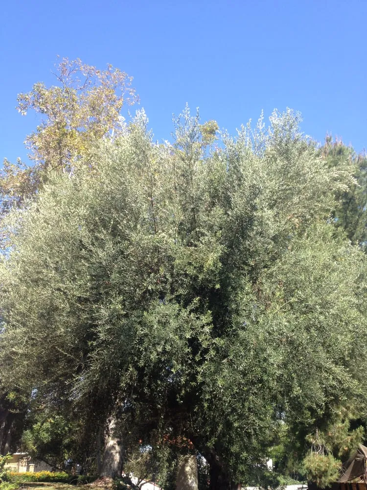 Reliable landscape design in Glendora, CA - Best Tree service