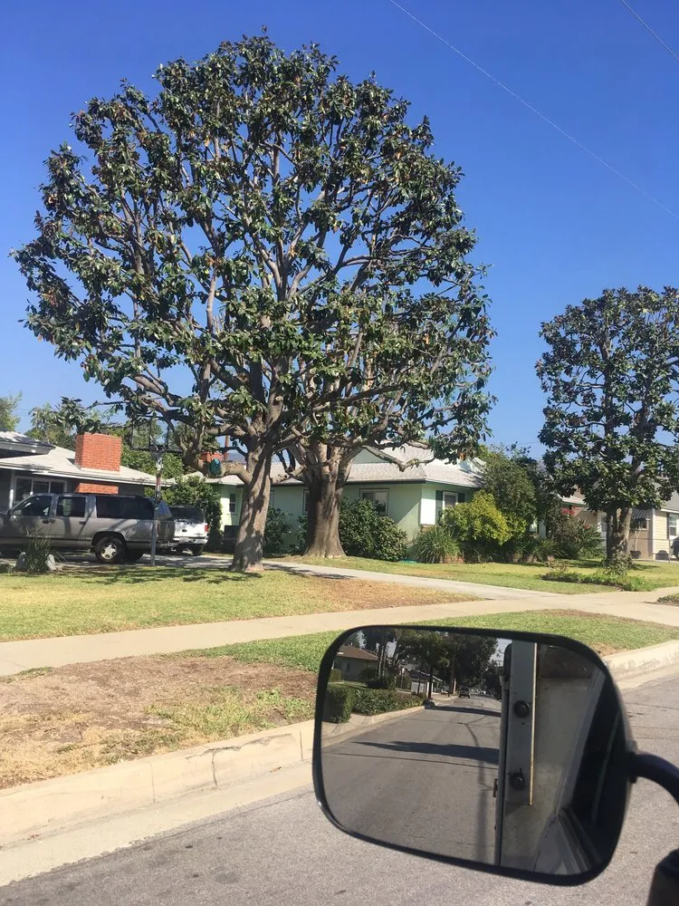 Professional garden landscaping in Glendora, CA - Best Tree service
