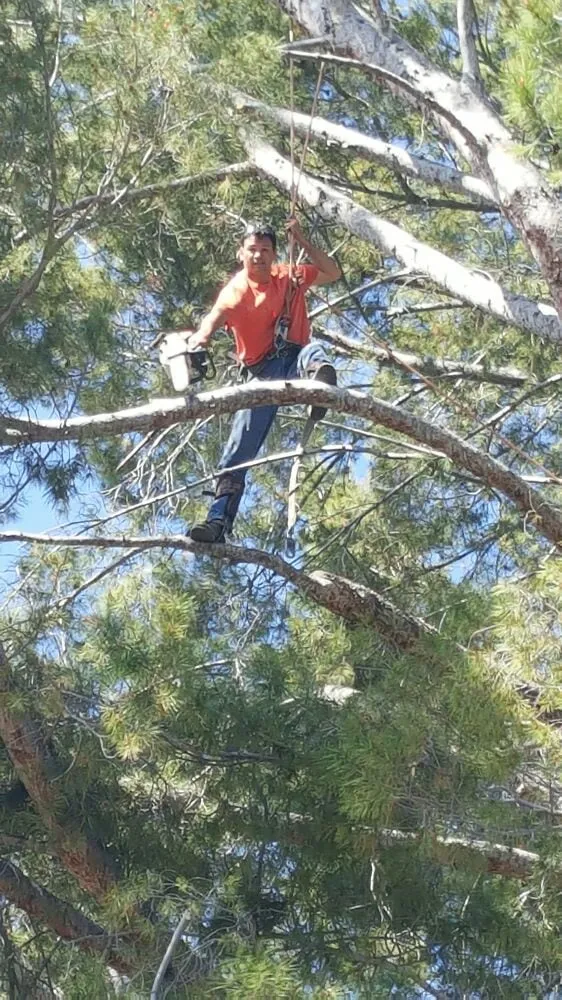 Top-rated outdoor landscaping in La Cañada Flintridge, CA by Best Way Tree Service