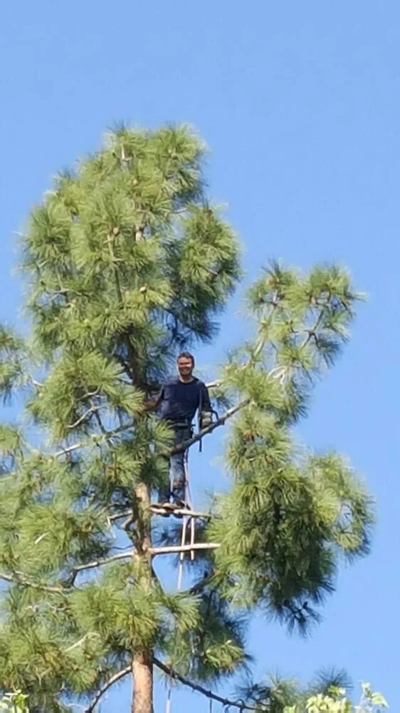 Top-rated garden landscaping for homes in La Cañada Flintridge, CA by Best Way Tree Service