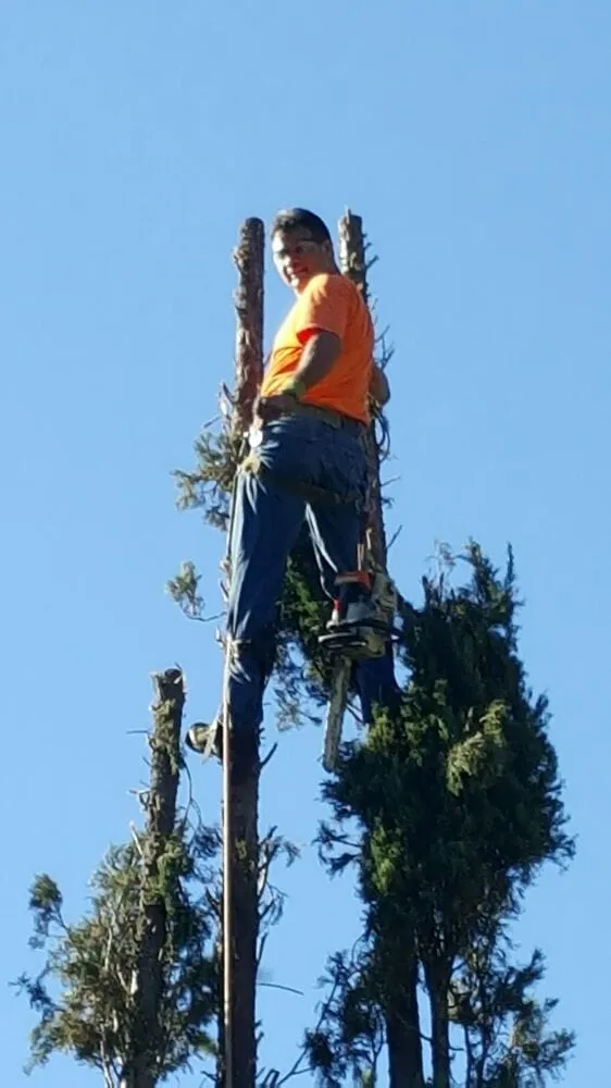 Expert landscaping services in La Cañada Flintridge, CA - Best Way Tree Service