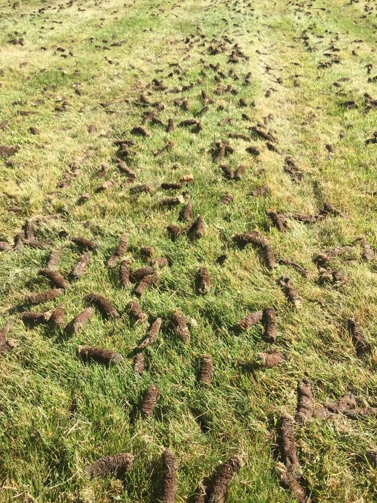 Trusted yard cleanup service in Coeur D Alene, ID by Bestway