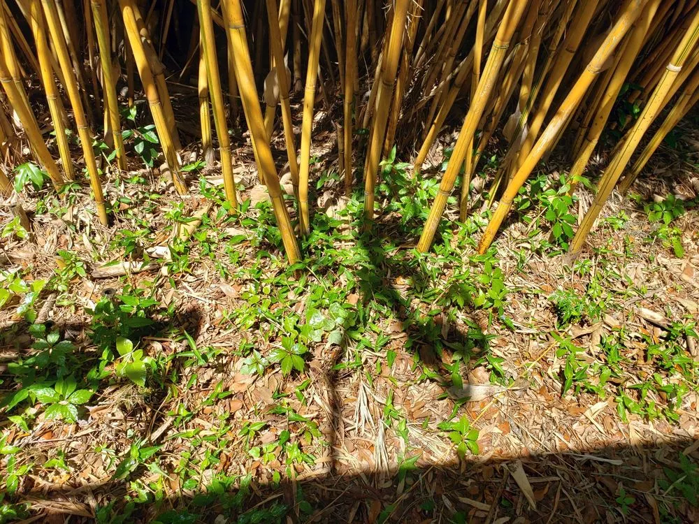 Reliable lawn mowing service for outdoor upgrades in Clearwater, FL by Bestway Lawn Care