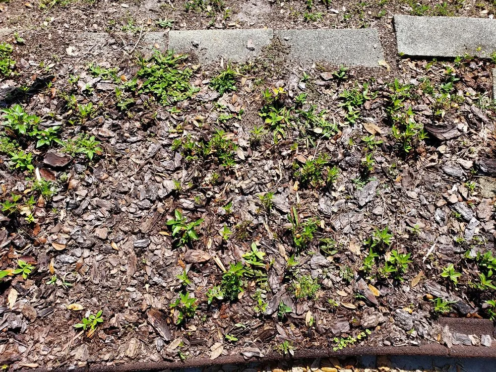 Reliable lawn care service in Clearwater, FL by Bestway Lawn Care