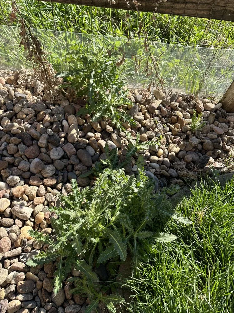 Trusted outdoor landscaping with custom design in Parker, CO by BestYard.com