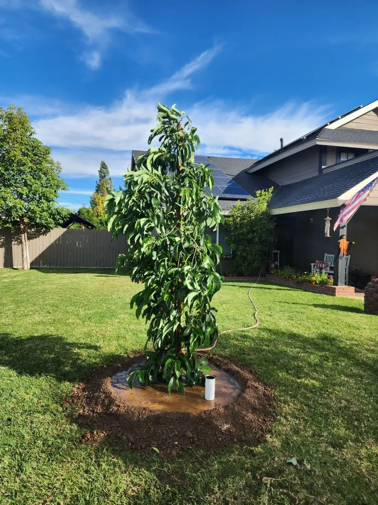 Top-rated yard maintenance in Lynwood, CA by Betancourt Landscaping