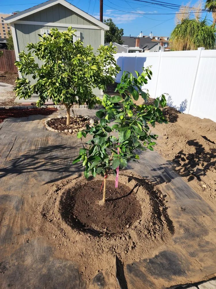 Trusted garden landscaping in Lynwood, CA by Betancourt Landscaping