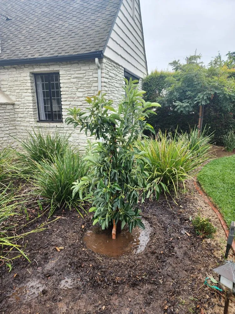 Reliable residential landscaping for beautiful yards across Lynwood, CA - Betancourt Landscaping