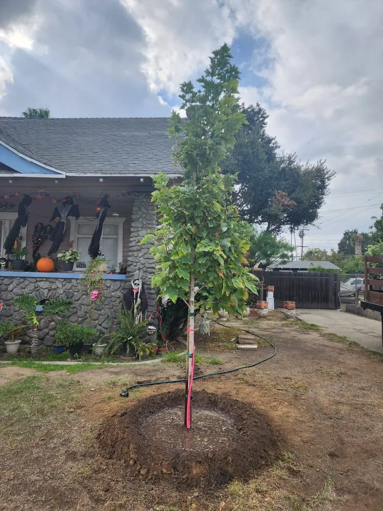 Trusted landscape installation in Lynwood, CA - Betancourt Landscaping