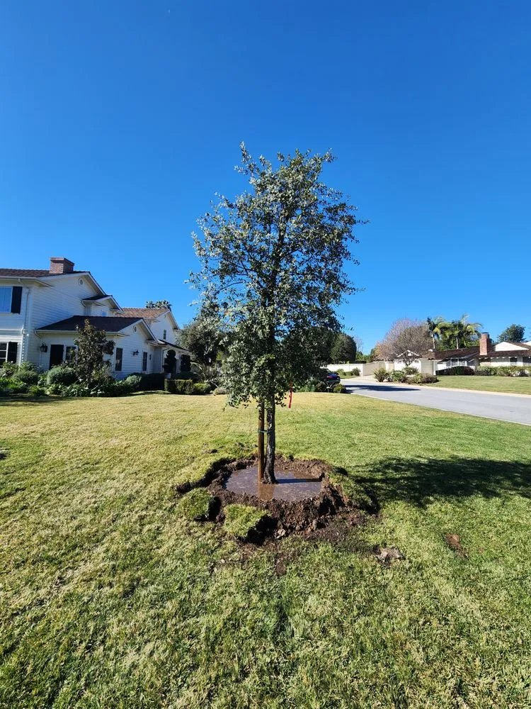 Custom yard cleanup service in Lynwood, CA - Betancourt Landscaping