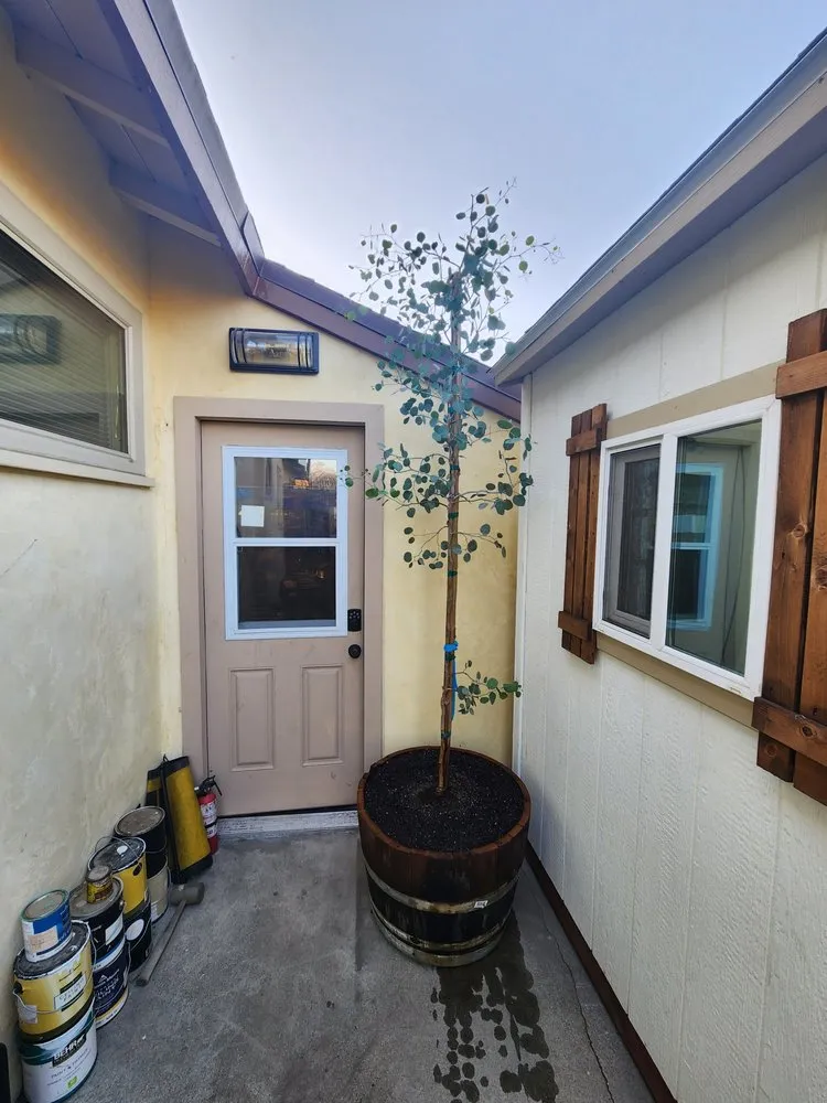 Trusted landscaping services for year-round maintenance in Lynwood, CA by Betancourt Landscaping