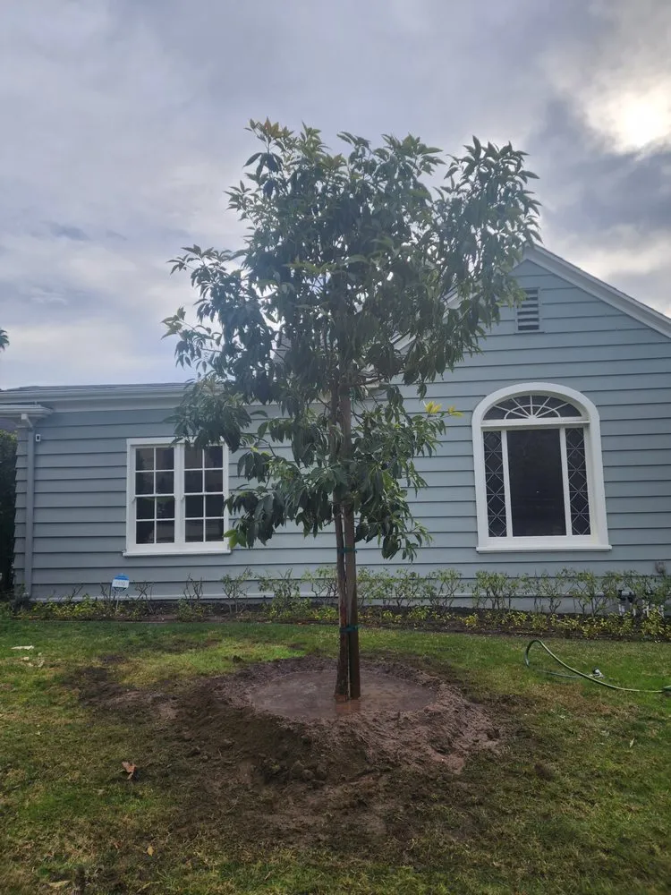 Expert residential landscaping experts serving Lynwood, CA - Betancourt Landscaping