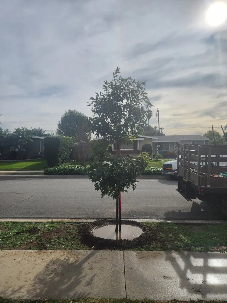 Affordable lawn care service for beautiful yards across Lynwood, CA - Betancourt Landscaping