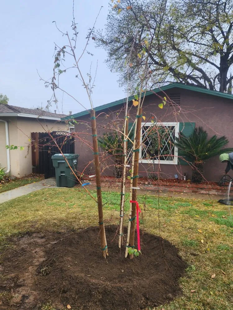 Top-rated yard maintenance in Lynwood, CA - Betancourt Landscaping