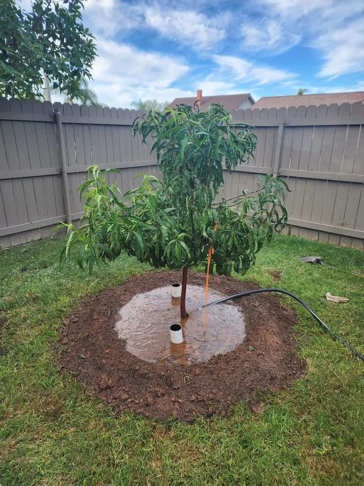 Affordable yard cleanup service experts serving Lynwood, CA - Betancourt Landscaping