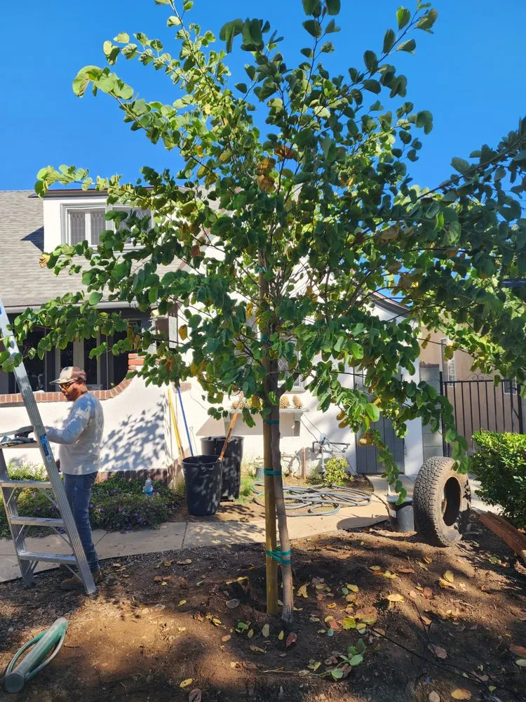 Top-rated outdoor landscaping experts serving Lynwood, CA - Betancourt Landscaping