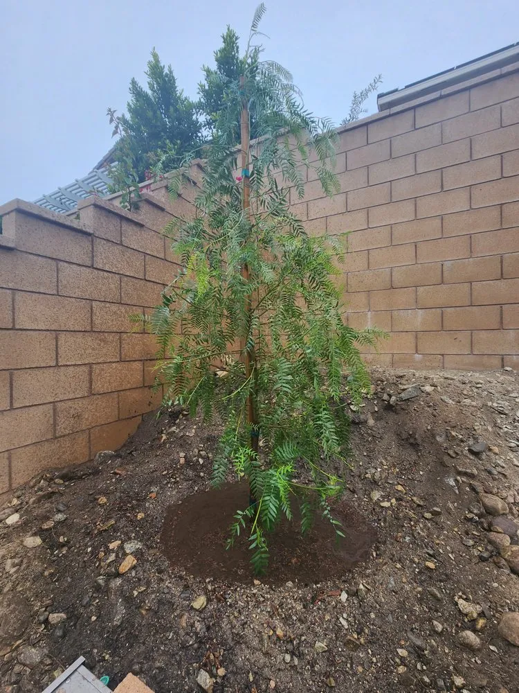 Local residential landscaping for homes in Lynwood, CA by Betancourt Landscaping