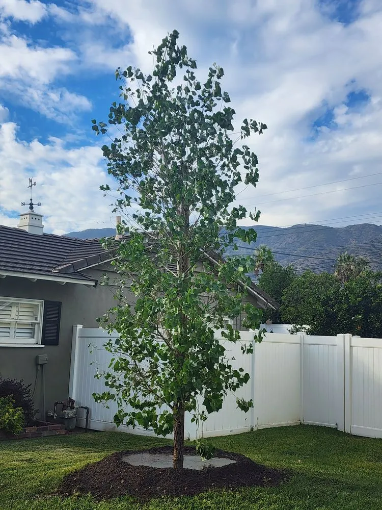 Professional landscape design experts serving Lynwood, CA - Betancourt Landscaping