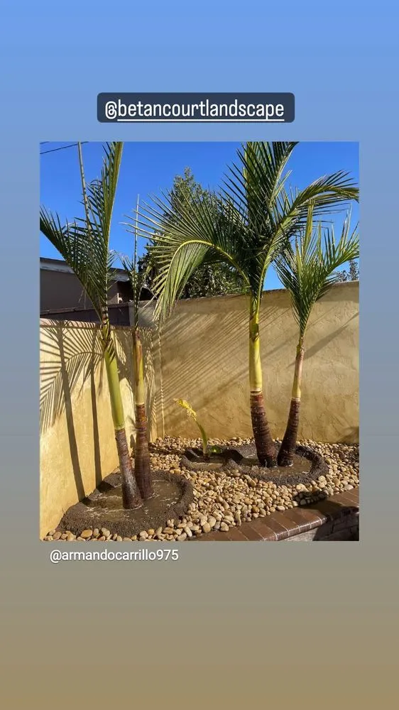 Professional lawn mowing service in Lynwood, CA - Betancourt Landscaping