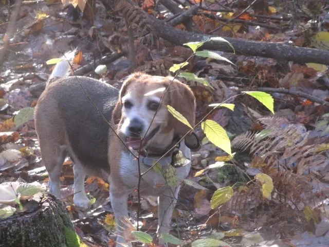 Affordable lawn mowing service experts serving Prospect, CT - Bethany Mountain Lawn Care