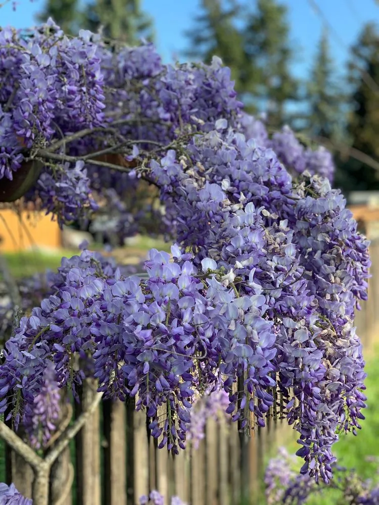 Reliable landscape installation experts serving Redmond, WA - Beth’s Landscaping