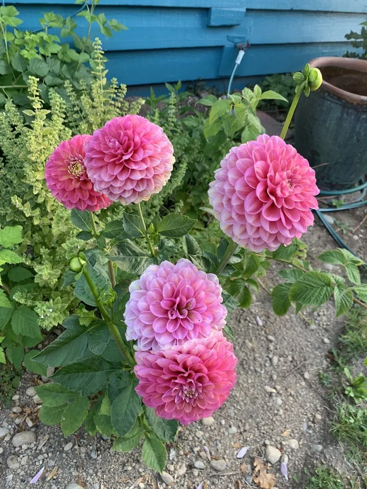 Reliable landscape design in Redmond, WA by Beth’s Landscaping