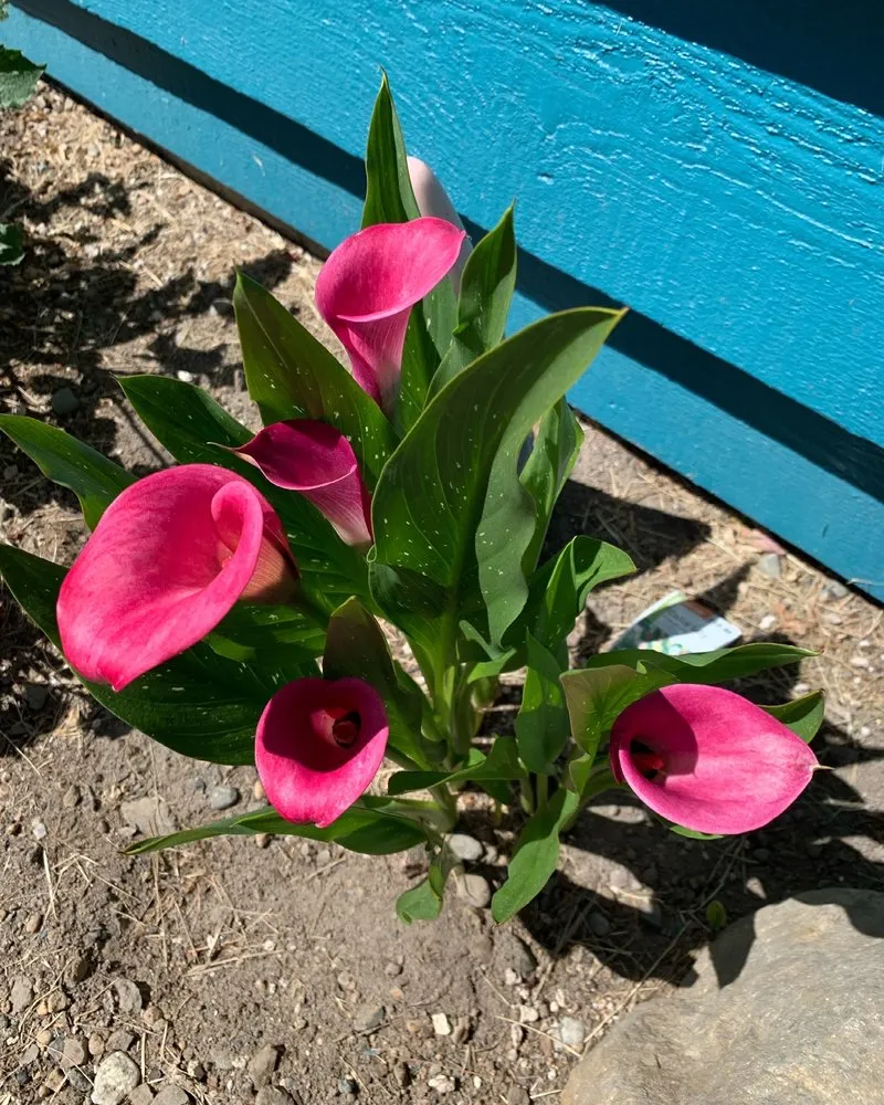 Reliable residential landscaping in Redmond, WA by Beth’s Landscaping