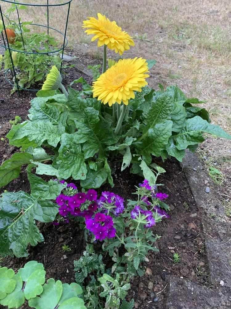 Local lawn care service in Redmond, WA by Beth’s Landscaping