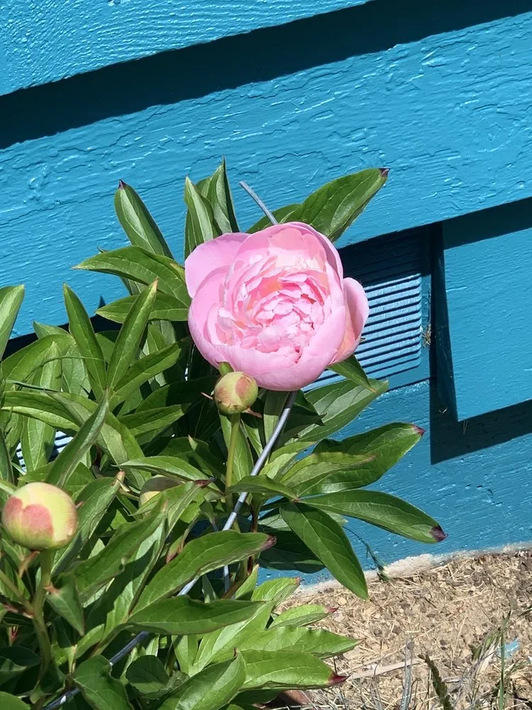 Custom landscape installation experts serving Redmond, WA - Beth’s Landscaping