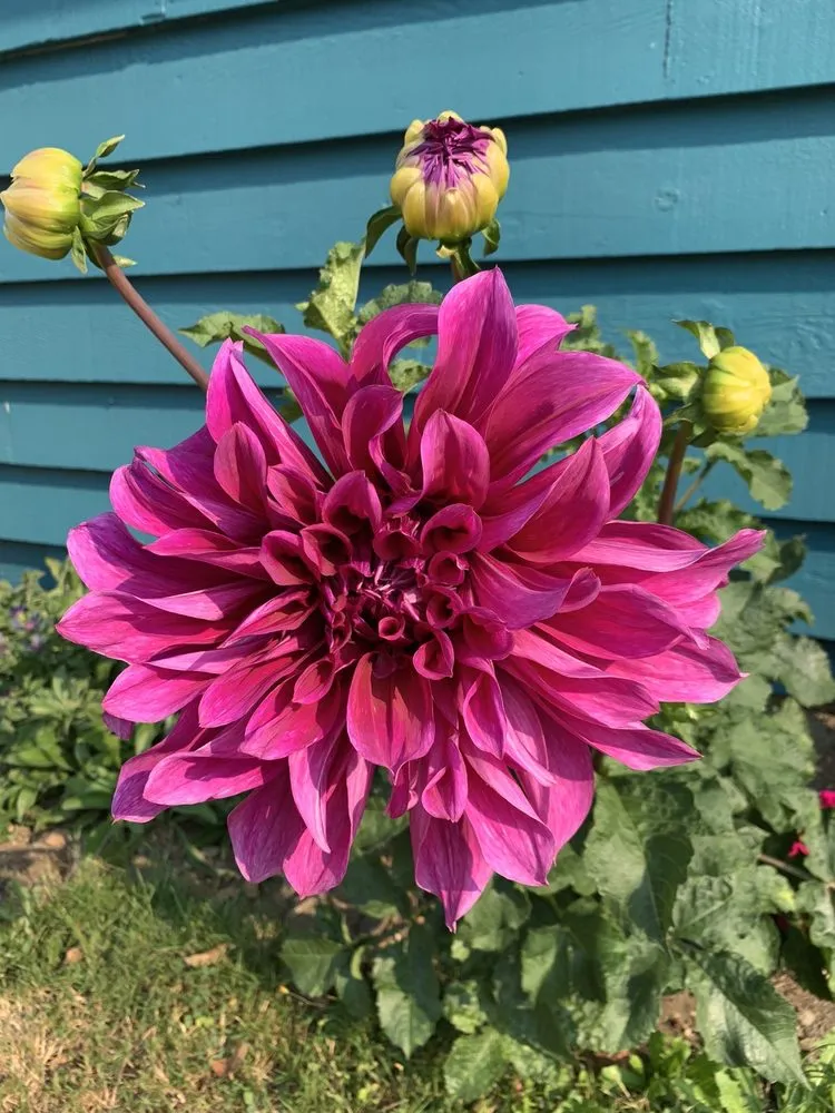 Custom lawn care service experts serving Redmond, WA - Beth’s Landscaping