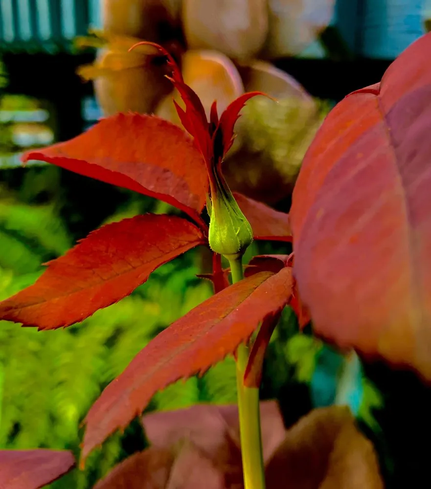 Custom yard cleanup service in Redmond, WA - Beth’s Landscaping