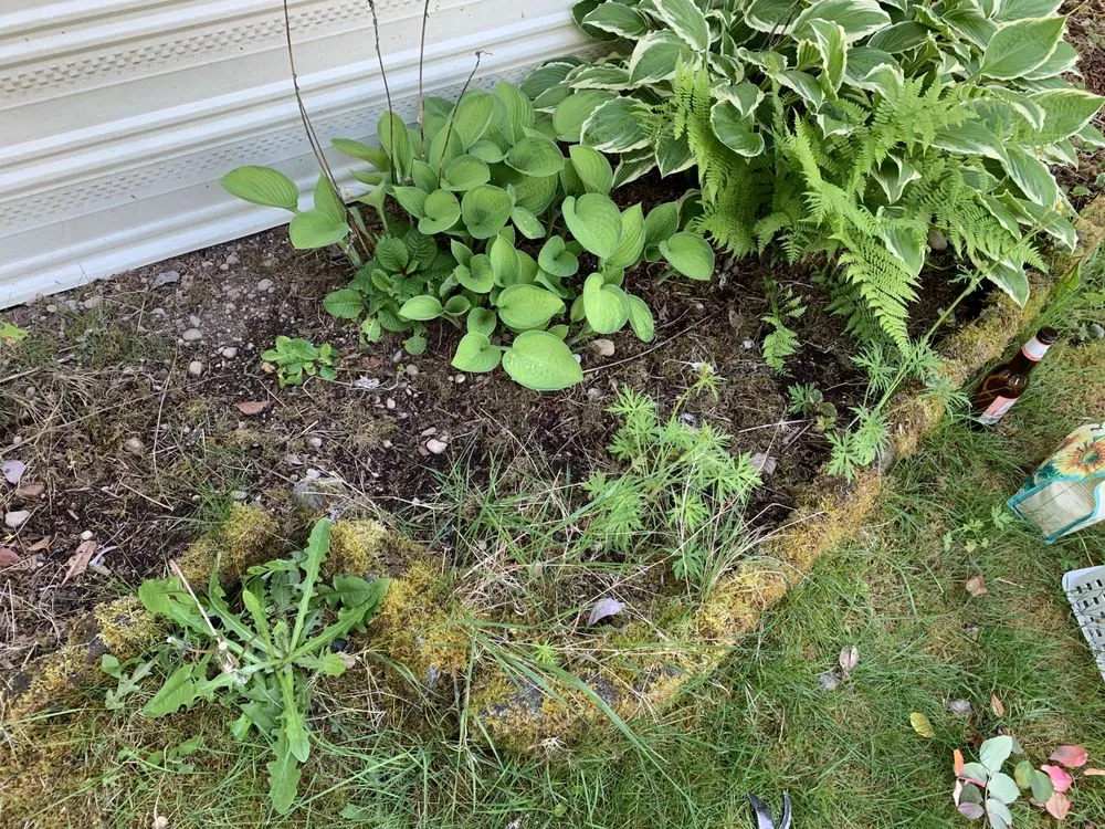 Reliable lawn care service in Redmond, WA by Beth’s Landscaping