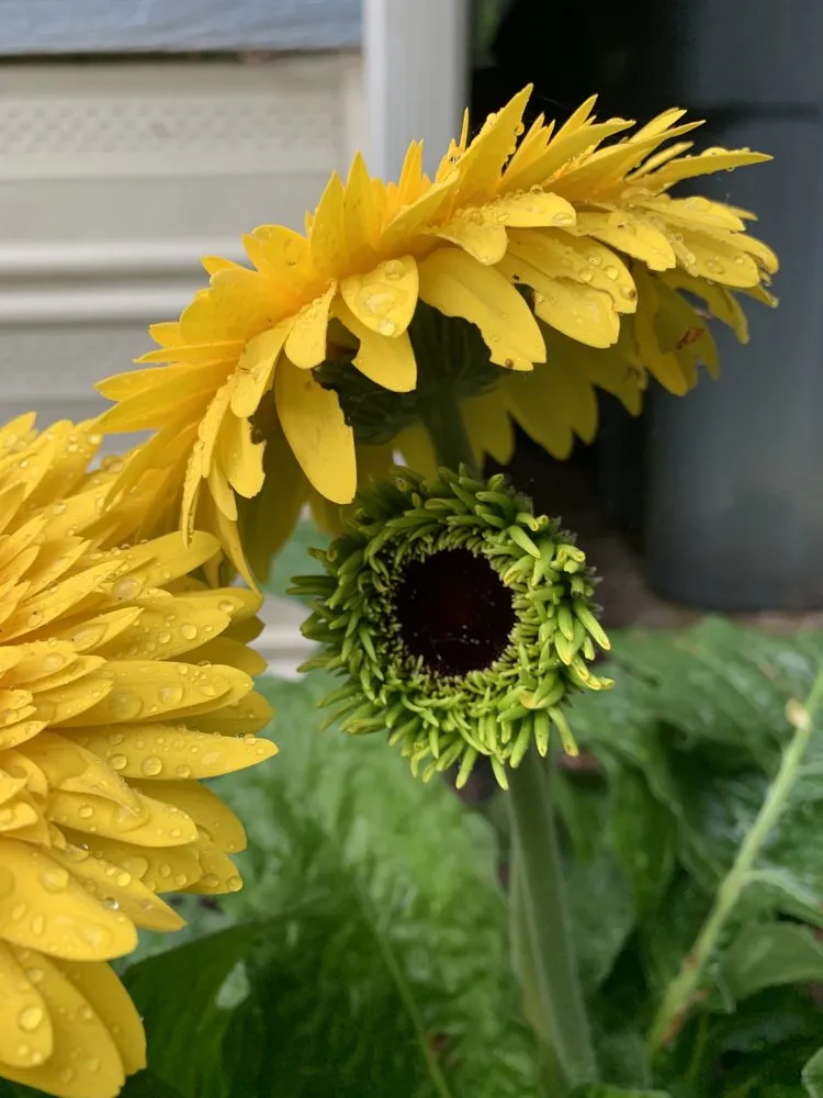 Reliable yard cleanup service in Redmond, WA - Beth’s Landscaping