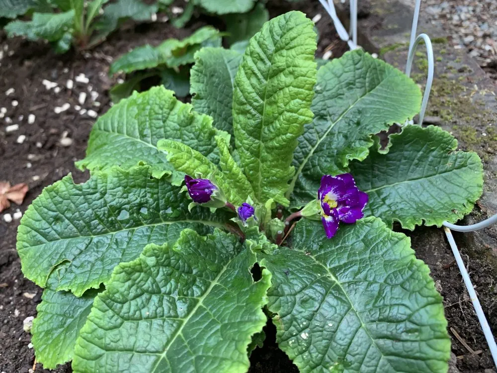 Trusted yard cleanup service experts serving Redmond, WA - Beth’s Landscaping