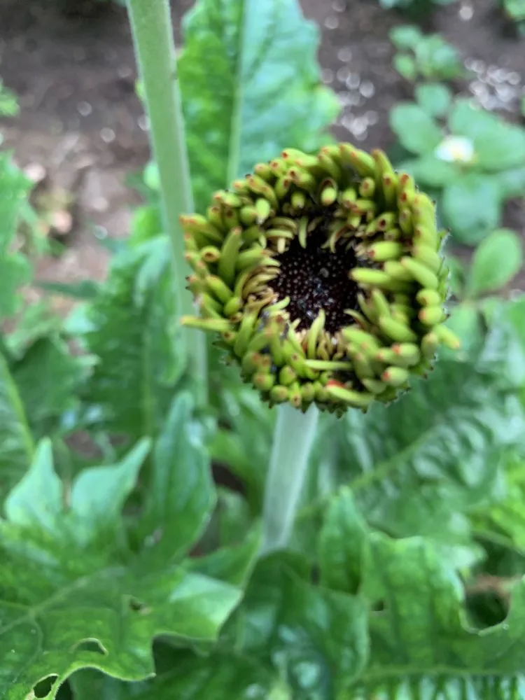 Custom garden landscaping in Redmond, WA by Beth’s Landscaping