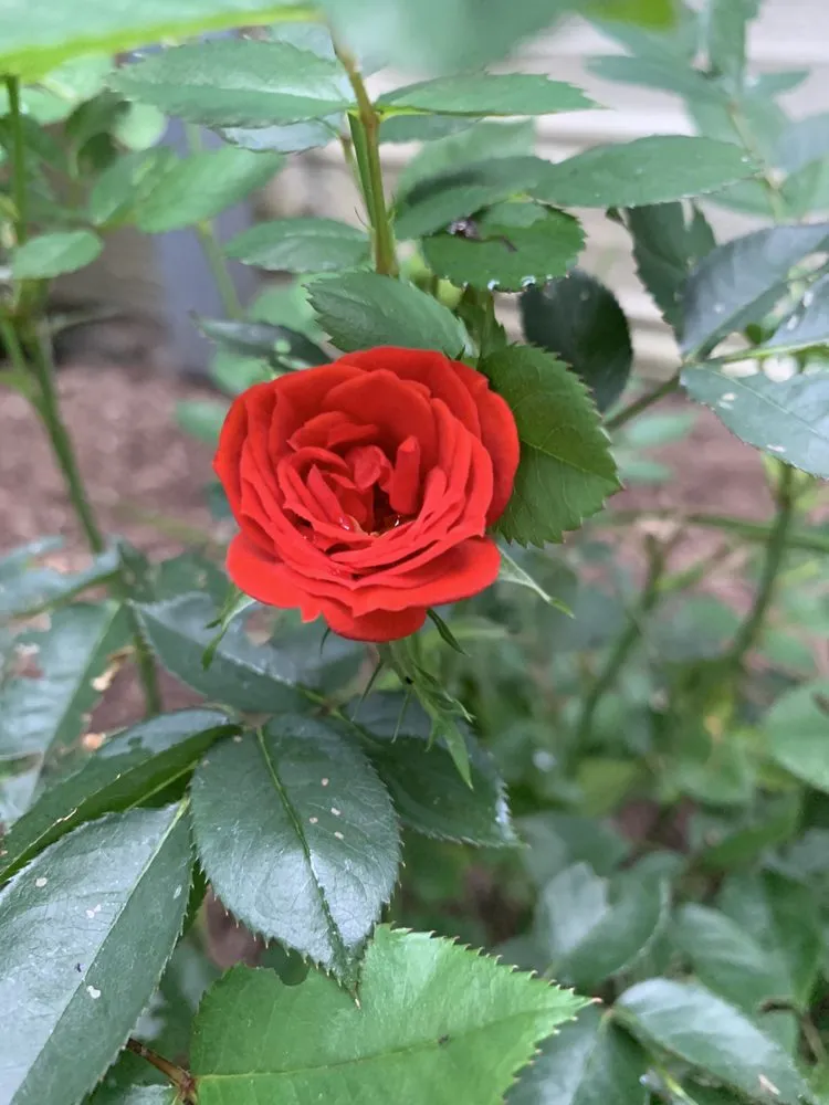 Professional landscape design in Redmond, WA - Beth’s Landscaping