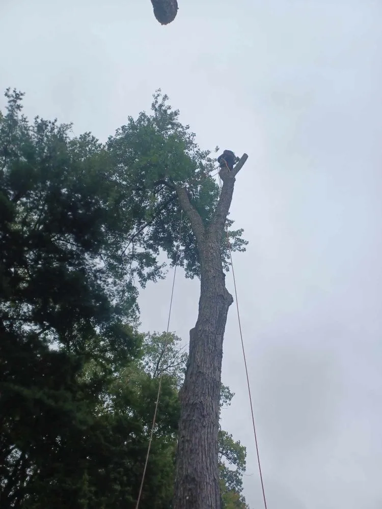 Reliable lawn care service in West Hartford, CT - Beto's Landscaping and Trees Service