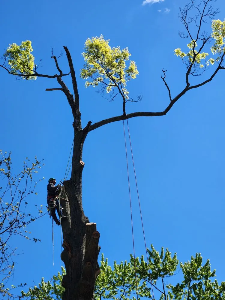 Reliable lawn mowing service in West Hartford, CT - Beto's Landscaping and Trees Service