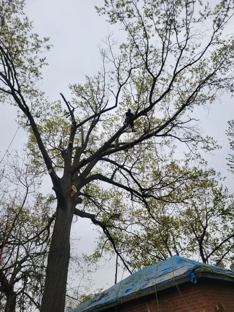 Trusted lawn care service in West Hartford, CT by Beto's Landscaping and Trees Service