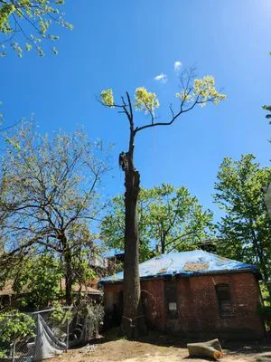 Beto's Landscaping and Trees Service Logo