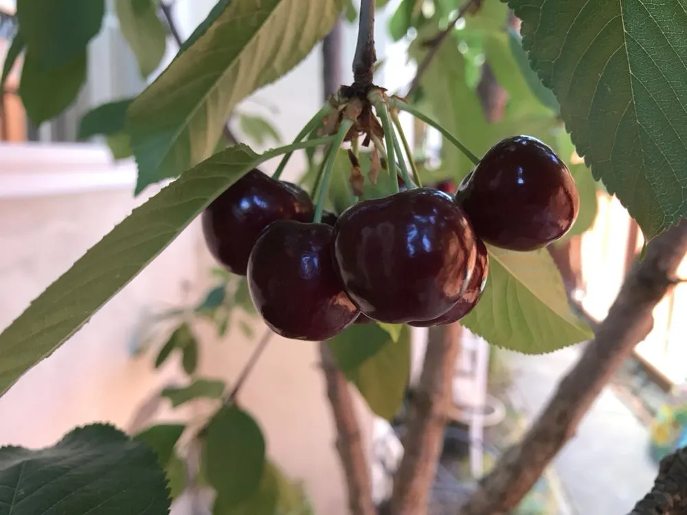 Custom lawn mowing service experts serving Petaluma, CA - Beto's Landscaping