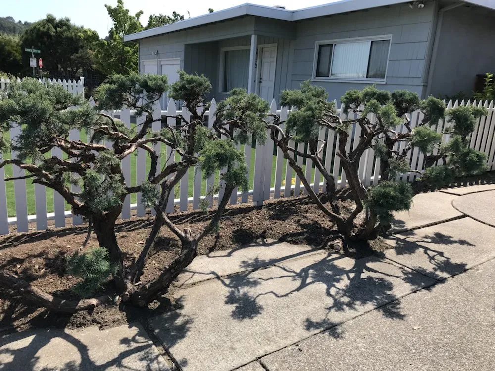 Top-rated residential landscaping for beautiful yards in Petaluma, CA by Beto's Landscaping