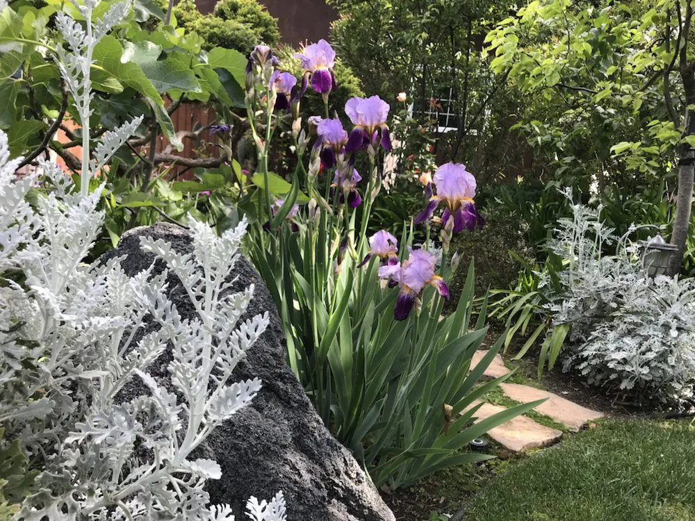 Affordable lawn care service for residential properties across Petaluma, CA - Beto's Landscaping