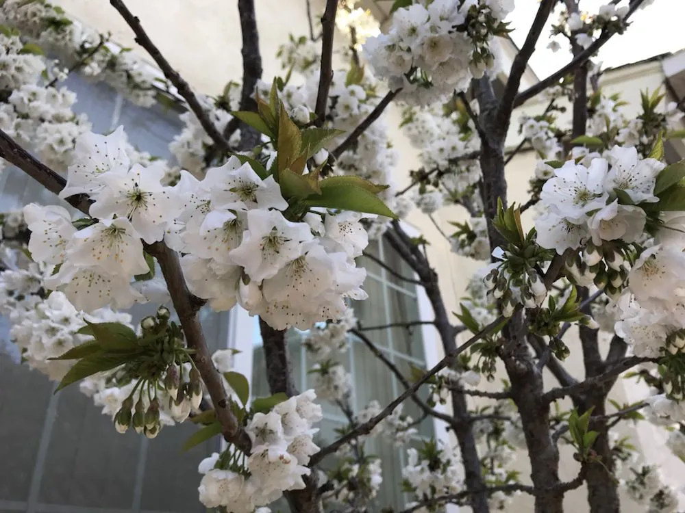 Reliable landscape design for residential properties across Petaluma, CA - Beto's Landscaping