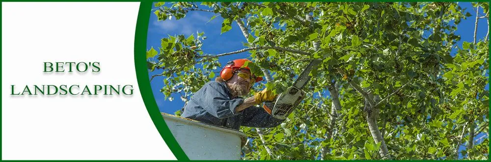 Local garden landscaping in Petaluma, CA by Beto's Landscaping